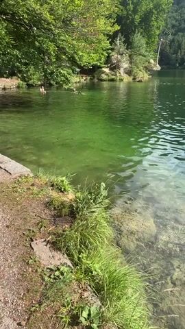The video shows a clear, green body of water with many small fish swimming near the surface. The edge of the water has a dirt path with grass and rocks. In the distance, there are trees and some people swimming in the water. The overall scene is a natural outdoor environment.