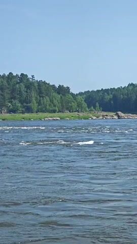 The video captures a serene river flowing with moderate rapids. The water is a deep blue-green, and small whitecaps indicate the movement. Scattered boulders emerge from the water, some partially submerged and others fully exposed, breaking the flow of the current. The riverbanks are lined with lush green grass and a dense forest of evergreen trees that stretches up a gentle incline. The sky above is a clear, pale blue, suggesting a sunny day. The scene appears to be a natural landscape, devoid of human activity or structures, evoking a sense of tranquility and untouched wilderness.