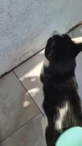 A person's hand is brushing a black and white cat's back with a light blue brush. The cat is standing on a tiled floor next to a textured wall. Sunlight is casting shadows on the floor.