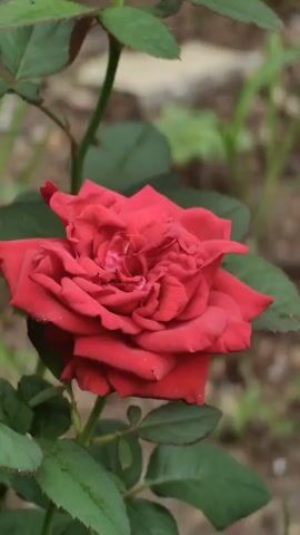 A close-up video shows a vibrant red rose in bloom. The rose is the central focus, with its petals unfurling and showing intricate layers. The stem and several green leaves are visible, providing context for the flower. The background is softly blurred, suggesting an outdoor setting with natural light, possibly a garden or park. The overall impression is of a beautiful and delicate flower captured in a moment of natural beauty.