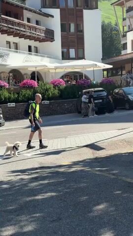 A man walks a small white dog on a leash on a sidewalk next to a street. The man is wearing a bright green and black shirt, black shorts, black shoes, and a backpack. The dog is wearing a dark blue harness. The street is paved, and there is a yellow line painted on it. Behind the man and dog, there is a white truck parked on the street, with graphics on its side. Across the street, there is a building with balconies and people sitting outside at tables. Further down the street, there are several cars and more people. The environment appears to be an outdoor urban setting with buildings and vegetation. The sun is shining, casting shadows on the ground.