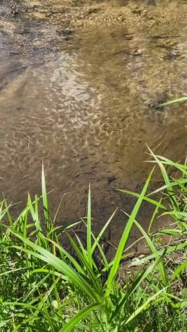 The video shows a close-up, overhead view of a shallow body of water, likely a stream or pond. The water is murky, with a silty or sandy bottom visible beneath the surface. Sunlight refracts through the ripples on the water's surface, creating a dappled, shimmering effect. A school of small, dark fish, appearing to be fingerlings or fry, swim together in the middle of the frame. Their bodies are elongated and slender, and they move in unison as a cohesive group. The edge of the water body is lined with tall, green grass, blades of which are in focus in the foreground, obscuring the bank. There are a few dry twigs or reeds on the bottom of the water. The overall scene depicts a natural, aquatic environment teeming with young fish.