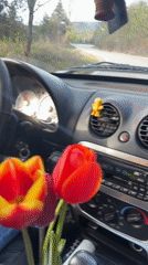 Driver carries tulips in Jeep through Bulgarian village