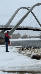Large swan flock gathers on snowy Dnipro River in Kyiv