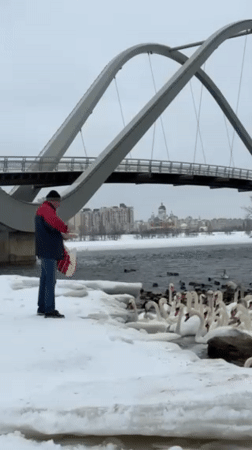 Large swan flock gathers on snowy Dnipro River in Kyiv