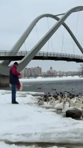 Large swan flock gathers on snowy Dnipro River in Kyiv