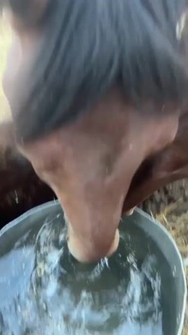 This video shows two brown horses drinking water from a large metal trough. There are apples floating in the water. A human hand enters the frame and pets one of the horses. The environment appears to be outdoors, with straw on the ground.