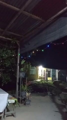 The video shows a dimly lit outdoor area at night. A corrugated metal roof supported by wooden beams is visible overhead, with a black tarp hanging on the right side. A string of colorful lights hangs across the scene. On the left, a large object covered with a gray tarp sits on a table or stand. To the right of this, a small tree with dark green leaves is present. Further to the right, a tiered plant stand holds several potted plants. In the background, a building with illuminated windows can be seen. The ground appears to be dirt or gravel.
