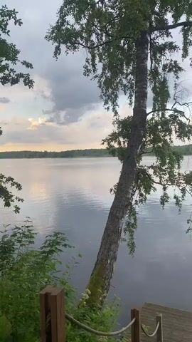 A still video shows a wide, calm lake under a cloudy sky with the sun setting. A birch tree leans over the water from the left, its branches creating a frame for the scene. A wooden dock with rope railings is visible in the foreground. Lush green foliage grows on the left and right edges of the frame. The water reflects the sky and the surrounding trees. The scene evokes a peaceful, natural atmosphere.