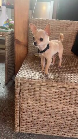 A small tan Chihuahua stands on a woven brown chair. The dog is wearing a black collar. The dog looks to its left. The chair is outdoors and has a wicker texture. In the background, a wooden post is visible, as well as a counter with bottles and flowers.