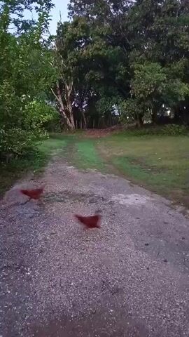 The video shows a slightly cracked, gravelly concrete path winding through a grassy area with trees on either side. The trees have dense green foliage, and the sky is visible in the upper left corner. There is an animal that is red/brown-colored, possibly a dog, that moves quickly into the left part of the frame at the beginning of the video. The lighting suggests it is either early morning or late evening. The path seems to lead into a more densely wooded area.