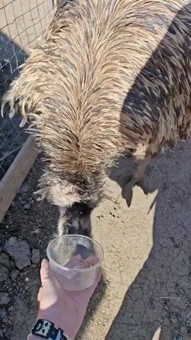 Here's a forensic description of the video:

The video shows an emu in an enclosure.  A person extends their hand toward the emu, which appears to be eating from a clear plastic container on the ground.  The camera then follows the emu as it walks along the edge of the enclosure fence. The emu then moves its head to be petted and scratched. A person wearing a gray sweatshirt reaches out to pet the emu.  In the background, there's a grassy area with people and trees on a bright, sunny day.
