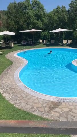 A person swims in a bright blue, kidney-shaped swimming pool. The pool has a stone border and is surrounded by green grass. Several white umbrellas and lounge chairs are set up on the grass around the pool. Tall green trees form a backdrop to the scene under a clear blue sky.