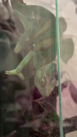 A veiled chameleon hangs upside down from a branch inside a glass enclosure. The chameleon is primarily green with brown and reddish-brown stripes running down its body. Its eyes are visible, and one eye appears to be looking forward. The chameleon's legs are gripping the branch. In the background, out of focus, are purple spheres and plant leaves. The lighting is dim, and there is a reflection on the glass.