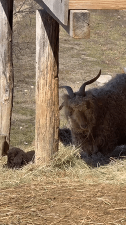 Peacocks and cattle observed at rural Coeymans Hollow property