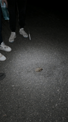Person helps small frog with water in Haskovo