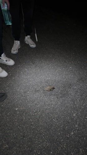 Person helps small frog with water in Haskovo