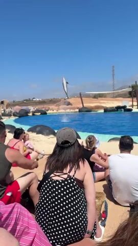 A medium shot shows a dolphin show at an aquatic park. Several seated spectators watch the dolphin leap from the water. The scene is set against a clear blue sky and sparse vegetation beyond the arena. The pool has rock formations and a net.  Two trainers in black wetsuits stand poolside. The spectators include adults and children in casual summer attire.