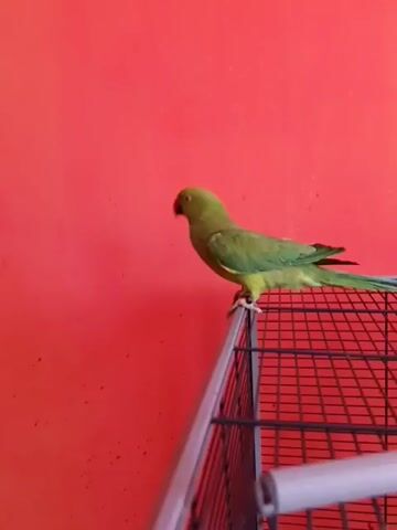A green parrot is perched on the top edge of a black wire cage. The parrot is facing left, with its head turned slightly towards the viewer. Its beak is red. The background is a solid red wall. The cage has a silver-colored metal frame.