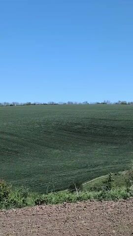 The video shows a large, cultivated field under a clear blue sky. The field is mostly green, possibly a crop that has recently emerged. The rows of planting are visible in the texture of the field. The edge of the field, where the camera is positioned, has some green vegetation and a dirt surface in the foreground. A distant line of trees is visible on the horizon. The scene is static with no apparent movement.