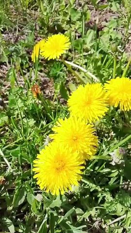 The video shows a close-up view of several bright yellow dandelions blooming in a patch of green grass and weeds. The camera slowly pans across the flowers, showing their intricate petal structure and the surrounding foliage. There is no visible human presence or interaction. The overall impression is one of natural beauty in a simple, undisturbed setting.