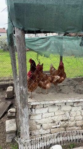 Four brown chickens stand within a fenced enclosure. The enclosure is constructed of a grey chain-link fence supported by wooden posts and covered partially by green netting. The chickens stand on a concrete platform that rests on a white brick base. Beyond the fence, a green grassy yard is visible, with a house in the background. The day appears overcast.