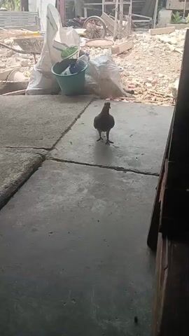 A lone pigeon stands on a concrete path. The pigeon has brown and grey feathers. It is facing left and looking forward. Behind the pigeon are several white bags and a green bucket. The ground is cracked. In the background, there are piles of dirt and debris, a wooden cart, and some scaffolding. To the right, a dark wooden structure, possibly a chair or bench, is visible. The lighting suggests an outdoor environment during the day.