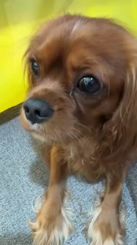 A close-up, static shot shows a Cavalier King Charles Spaniel dog with reddish-brown fur. The dog is facing to the left of the frame, with its large, dark eyes looking slightly upwards and to the left. Its nose is black and prominent. The dog's fur is long and slightly disheveled, particularly around its face and ears. Some white fur is visible on its forehead. The dog is sitting on a gray, textured surface, possibly a blanket or cushion. Behind the dog, a bright yellow surface creates a stark contrast with the dog's fur. The lighting is soft, highlighting the dog's features. The image appears to be a still frame from a video, as indicated by the timestamp at the beginning. There are no other visible subjects or significant environmental details.
