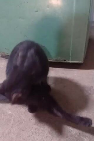 A black cat is grooming itself on a concrete floor next to a green wall. The cat is curled up and licking its back.