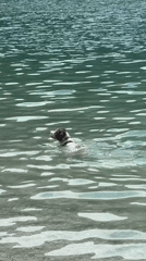 A sunny morning at Lake Molveno, dogs swimming included