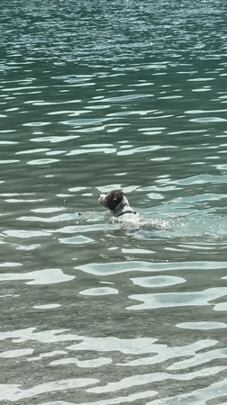 A sunny morning at Lake Molveno, dogs swimming included