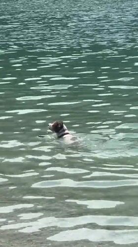 A sunny morning at Lake Molveno, dogs swimming included