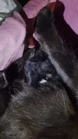 A close-up shot focuses on a tiny black kitten nestled amongst the dark fur of a larger black cat. The kitten's small face, with a white patch on its chest, is visible. A pink blanket is partially visible in the upper left corner of the frame. The larger cat's paw, also dark in color, rests above the kitten. The lighting is dim, creating shadows and highlighting the fur.