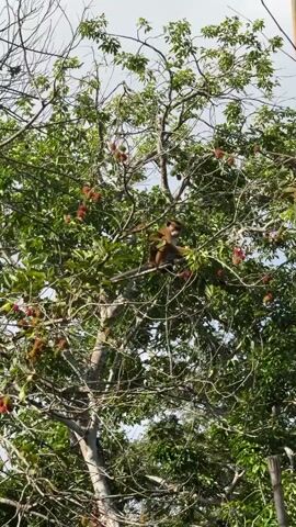 A medium shot captures a monkey perched in a lush green tree, surrounded by a canopy of leaves and branches. The monkey, with its brown fur, is seated on a thick branch, appearing to be in the process of reaching for something or possibly eating. Its pose suggests a moment of stillness within the dynamic environment of the tree.

The tree itself is laden with clusters of reddish-pink, spiky fruits, characteristic of rambutan. These fruits are scattered throughout the branches, adding a vibrant splash of color against the green foliage. The monkey is positioned amongst these fruits, hinting at a potential food source.

The background consists of a bright, overcast sky, suggesting daylight hours. The overall setting is a natural, outdoor environment, likely a forest or a tropical area given the presence of the rambutan fruits. The lighting is diffused, indicating it's not direct sunlight. There is no visible text in the media. The scene is one of natural wildlife activity, with the monkey's presence being the central focus within its arboreal habitat. The image conveys a sense of everyday life for this animal in its environment.