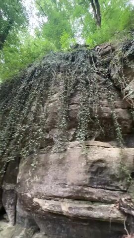 The video shows a natural scene in a forest. Large rock formations covered in ivy are prominent. Trees with green leaves form a canopy above, suggesting a lush, wooded environment. The rocks appear weathered and layered. There are no people or animals visible in the video. The lighting suggests it is daytime, possibly overcast. The ground is covered with leaves and some undergrowth. There are a few dark openings or crevices within the rock formations, suggesting potential small caves or hollows. A fallen log or branch is visible in the lower right portion of the frame. The camera is handheld and moves slightly, panning across the rock face and the surrounding trees.