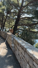 Dog walked along scenic coastal path in Montenegro