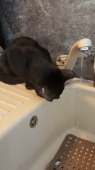 Black cat's morning routine: sink, bed, and window blinds