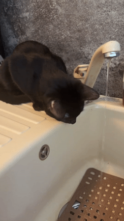 Black cat's morning routine: sink, bed, and window blinds
