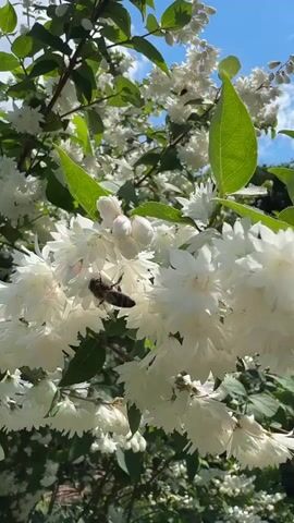 A bee lands on a cluster of white flowers, then takes off and flies away. The flowers are on a bush with green leaves, and the sky is blue. The video is shot from a close-up perspective.