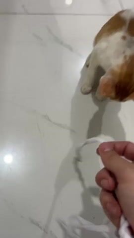 A ginger and white kitten is on a white tiled floor. The kitten is looking down at a white string toy. A hand is holding the string toy and moving it slightly. The kitten is in a play-bow position.
