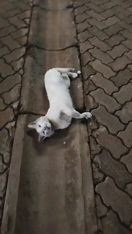 A white cat with grey/fawn markings on its head and tail is shown from a top-down perspective. It is walking along a narrow concrete channel next to an interlocking brick pathway, possibly at dusk or night due to the low light conditions. The cat stops, looks up towards the camera, and meows loudly. It then briefly lowers its head towards the concrete as if sniffing or attempting to eat something, before looking up again. The scene appears to be an outdoor urban or semi-urban area, consistent with the provided location of Ruaka, Kenya.