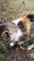 Calico cat and garden blooms in a Ukrainian park