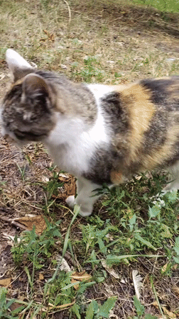 Calico cat and garden blooms in a Ukrainian park