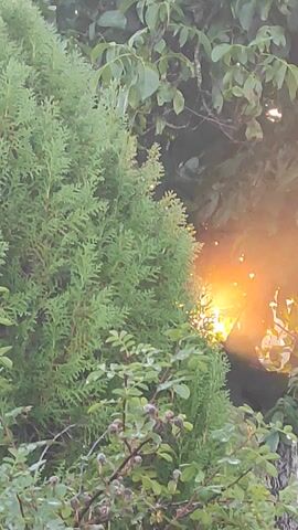 The video shows a close-up view of foliage, with bright sunlight shining through it. The sun is the primary light source, creating a lens flare effect with prominent rays extending outwards. The foliage consists of various green plants, including broad leaves and coniferous branches. Small, bright specks, possibly dust or pollen, are visible suspended in the air, illuminated by the sunbeams. A dark, wire mesh fence is partially visible in the background.