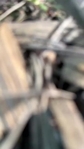 The video shows a close-up view of the ground in what appears to be a forest or natural area. The ground is covered with dirt, pine needles, small twigs, and moss. There are also a few small green plants growing. The lighting suggests it is daytime, with sunlight filtering through. The camera is low to the ground, offering a worm's-eye view of the environment. There are no people or animals visible in the video. The focus shifts throughout the clip, sometimes sharp and sometimes blurred, highlighting different elements of the forest floor. There are some larger flat stones visible in the latter part of the video, suggesting a path or a rocky area.