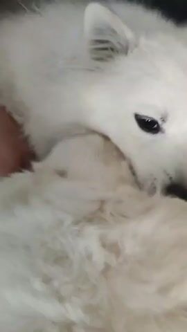A close-up video shows two white dogs interacting. The dog in the foreground is primarily out of focus, with its white fur filling the lower portion of the frame. The dog in the background is in focus and its face is visible. It has white fur, dark eyes, and a black nose. It is licking the face of the other dog. The interaction appears to be affectionate. The environment is not clearly visible, but the lighting suggests an indoor setting.