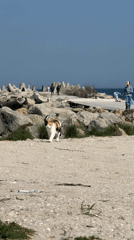 Cats spotted lounging, grooming on Varna beach during sunny afternoon