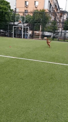 Two dogs playing on an artificial turf field in Batumi
