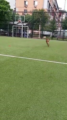 Two dogs playing on an artificial turf field in Batumi