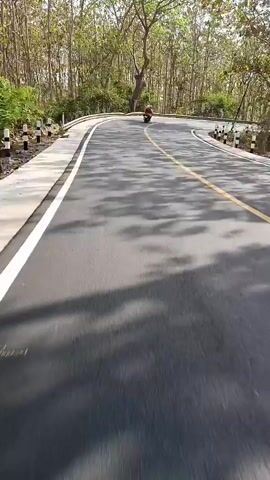 This is a first-person perspective video of someone riding a motorcycle down a paved road. The road curves to the right, and there are trees on both sides of the road. The trees appear to be tall and thin, with sparse foliage. The road is marked with a solid white line on the left and a dashed yellow line on the right. Sunlight filters through the trees, casting shadows on the road. In the distance, another motorcycle can be seen. The overall scene is one of a scenic ride through a wooded area.